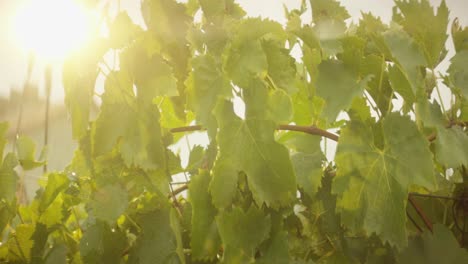 Grape-Vines-In-Evening-Sunlight-04