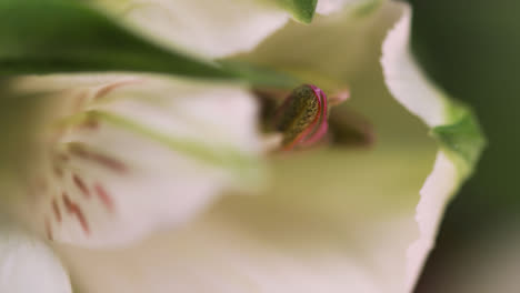 Panning-Across-White-Lilies-02