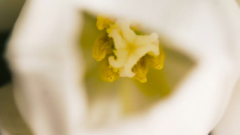 Pull-Focus-to-Pollen-Stem-of-Lily-Plant