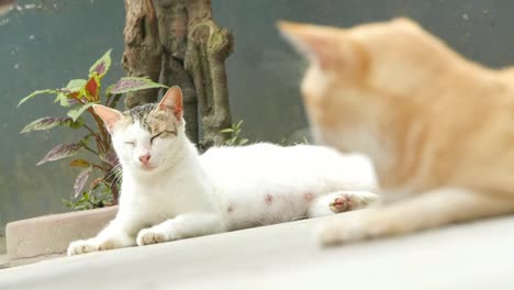 Zwei-Katzen-Sitzen-Auf-Dem-Boden