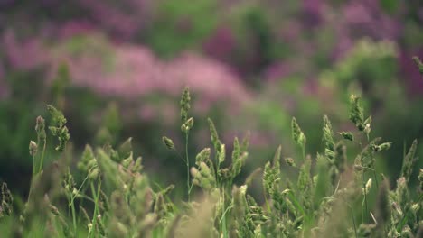 Gras-Wiegt-Sich-Im-Wind-Und-Verändert-Den-Fokus-Auf-Die-Fliederbüsche