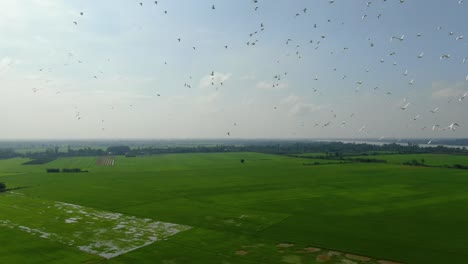 flying-storks-on-rice-field