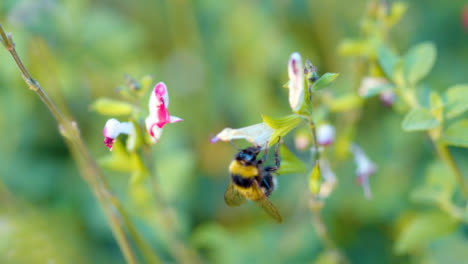Biene-Bestäubt-Blume-Nahaufnahme
