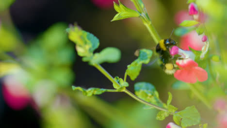 Nahaufnahme-Von-Biene-Bestäubende-Blume