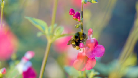 Nahaufnahme-Von-Bienen-Bestäubenden-Blumen