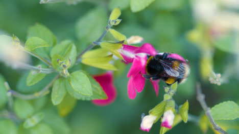 Close-Up-Bumblebee-Pollinating-Flowers