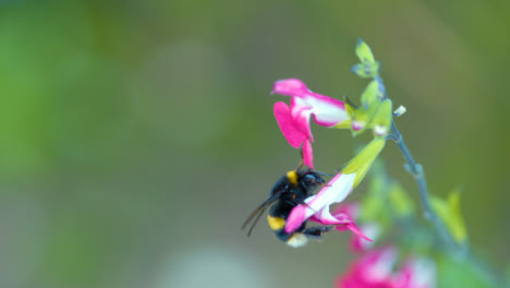 Biene-Bestäubt-Gartenblume-Nahaufnahme
