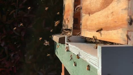 Bienen-Betreten-Und-Verlassen-Den-Bienenstock-In-Zeitlupe.