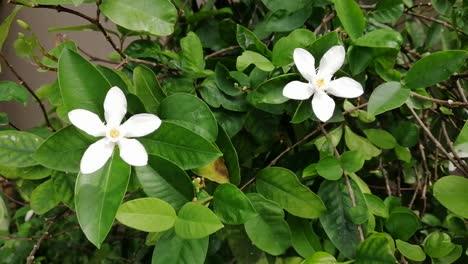 Weiße-Blumen