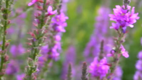 Wildblumen-In-Der-Nähe-Von-Wasser---Clip-1