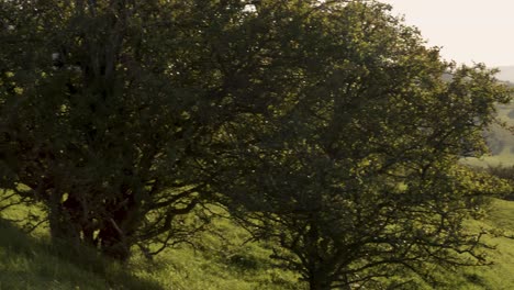 Pan-from-Trees-to-Sunny-Hills-in-Countryside