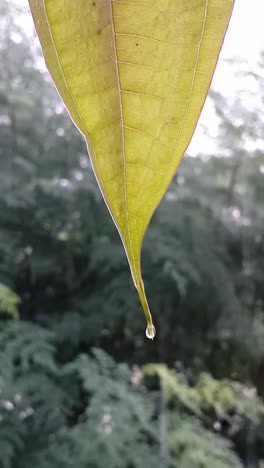 Gotas-De-Agua-De-Lluvia-Goteando-Desde-La-Hoja-Closeup-Shot