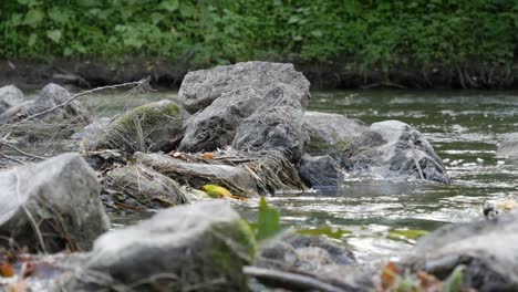 Creek-in-the-Forest