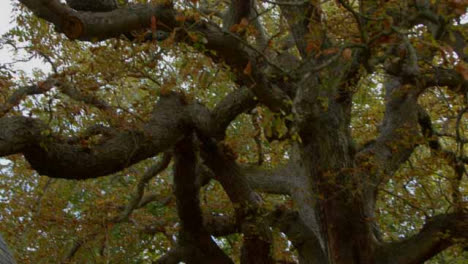 Panoramaaufnahme-Eines-Großen-Baumes-In-Einer-Malerischen-Gasse-In-Oxford?