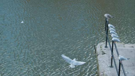 Hochwinkelaufnahme-Von-Möwen-Im-Fluss-Und-Auf-Dem-Geländer-In-Bristol-Gehockt