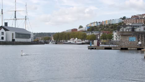 Wide-Shot-of-Swan-Swimming-Through-Water-In-Bristol-Marina-In-Bristol-England