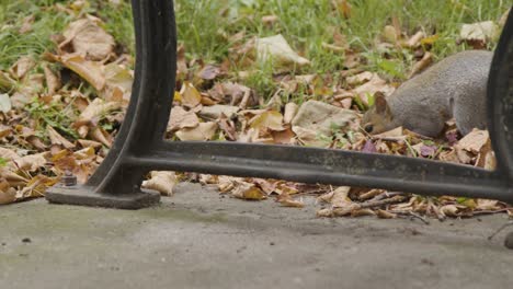 Close-Up-Shot-of-Squirrel-Amongst-Fallen-Leaves-In-Bristol-England