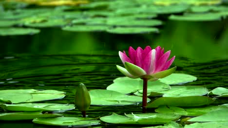 Ein-Schöner-Lotus-Im-Flusswasser.