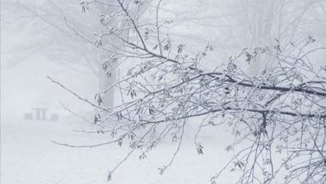Close-Up-Shot-of-Branches-In-Snowy-Woods-
