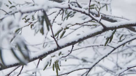 Extreme-Tracking-Close-Up-Shot-Along-Snow-Covered-Branch