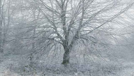 Tilting-Shot-Looking-Up-at-Snow-Covered-Tree-In-Woodland