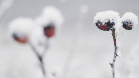 Extreme-Close-Up-Shot-of-Snow-Covered-Berries-In-Woodland