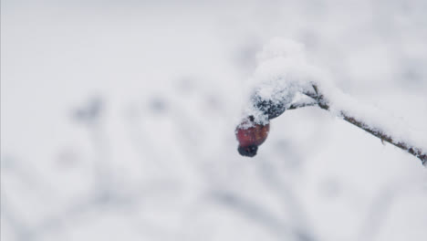 Pull-Focus-Shot-of-Snow-Covered-Berries-In-Woodland