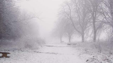 Tracking-Shot-Along-Path-In-Snowy-Woodland-