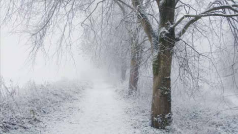 Kamerafahrt-Entlang-Schneebedeckten-Weg-Im-Verschneiten-Wald