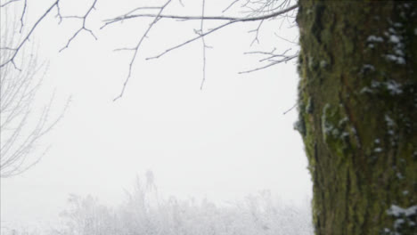 Lange-Aufnahme-Einer-Person,-Die-Im-Verschneiten-Wald-In-Den-Nebel-Geht