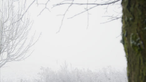 Ziehen-Sie-Die-Fokusaufnahme-Einer-Person,-Die-Im-Verschneiten-Wald-In-Den-Nebel-Geht