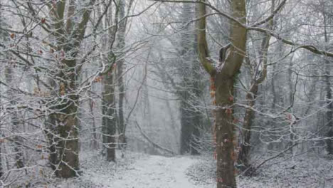 Tracking-Entlang-Eines-Schneebedeckten-Pfades-Im-Verschneiten-Waldgebiet