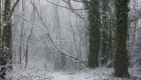 Tracking-Shot-Approaching-Snow-Covered-Tree-Branches-Along-Path-In-Woodland
