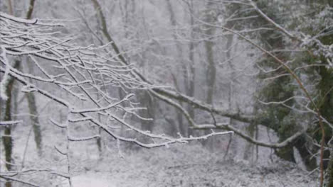 Pull-Focus-Shot-of-Snow-Covered-Trees-and-Branches-In-Woodland