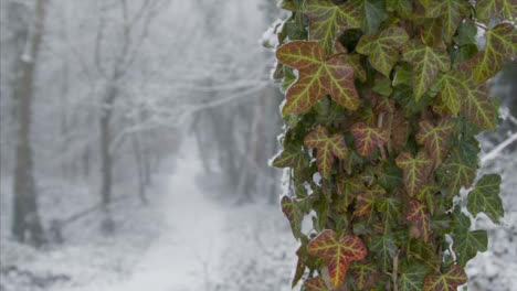 Ziehen-Sie-Den-Fokus-Auf-Einen-Schneebedeckten-Fußweg-Im-Verschneiten-Wald