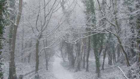 Kamerafahrt-Auf-Einem-Schneebedeckten-Fußweg-In-Einem-Verschneiten-Wald-Wood