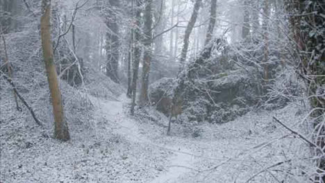 Tiro-De-Seguimiento-A-Lo-Largo-De-Un-Sendero-Cubierto-De-Nieve-En-Una-Zona-Boscosa-Nevada