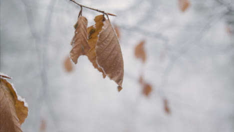 Extreme-Nahaufnahme-Von-Schnee-Auf-Einem-Blatt-Im-Verschneiten-Wald