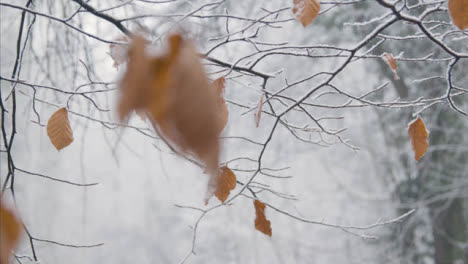 Tire-De-La-Foto-De-Enfoque-De-Ramas-Y-Hojas-Cubiertas-De-Nieve-En-Los-Bosques