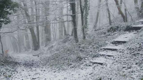 Kamerafahrt-Entlang-Fußweg-In-Einem-Verschneiten-Wald-Mit-Blick-Auf-Bäume
