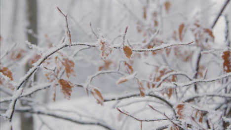 Extreme-Close-Up-Shot-of-Snow-Covered-Branches-and-Leaves-