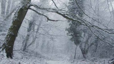 Tilting-Shot-Looking-Up-at-Snow-Covered-Trees-In-Woodland-Area