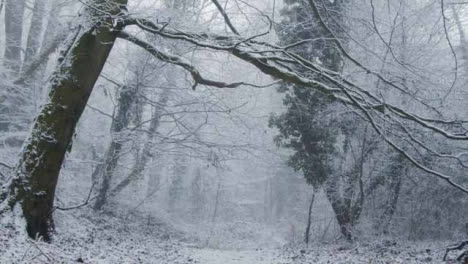 Kippschuss-Mit-Blick-Auf-Schneebedeckte-Bäume-Im-Wald