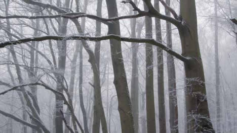 Kamerafahrt-Entlang-Des-Fußweges-Und-Blick-Auf-Schneebedeckte-Bäume