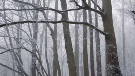 Tracking-Shot-Along-Footpath-and-Looking-Up-at-Snow-Covered-Trees