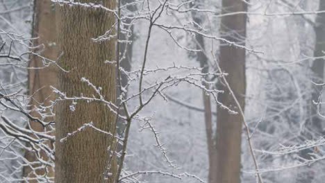 Nahaufnahme-Von-Schneebedeckten-Ästen-Und-Zweigen-Im-Verschneiten-Wald?