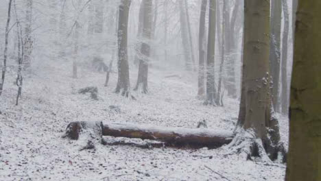 Wide-Shot-of-Snowy-Woodland-