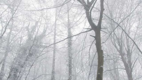Schwenk-über-Schneebedeckte-Bäume-In-Einem-Verschneiten-Wald