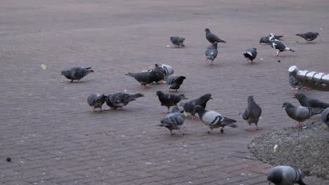Handheld-Medium-Shot-of-Pigeons-Feeding-In-Oxford
