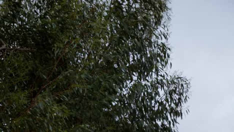 Low-Angle-Shot-Looking-Up-at-Tree-Leaves-Blowing-In-Wind